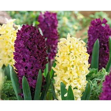 Hyacinth Spring Surprise - pack of 8