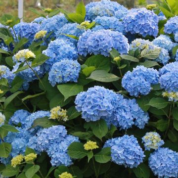 Hydrangea macrophylla Bodensee - Blue Mophead Hydrangea