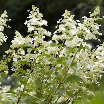 Hydrangea paniculata Kyushu - Panicle Hydrangea