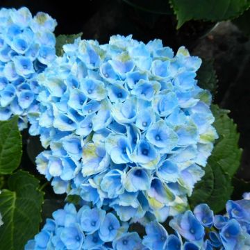 Amazing Powder Blue Hydrangea macrophylla Magical Revolution - Large Flowered Mophead Hydrangea - XXXL Plants