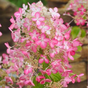 Hydrangea paniculata Angels Blush - Large Specimen in Bud & Bloom