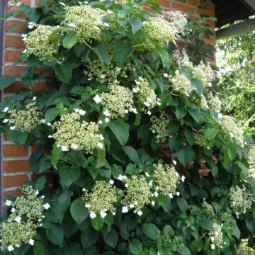 Hydrangea anomala petiolaris - Climbing Hydrangea - circa 80-100cm tall