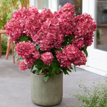 Hydrangea Petite Star