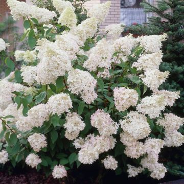 Large Specimen - Hydrangea paniculata Phantom