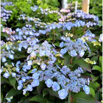 Hydrangea serrata Mirranda