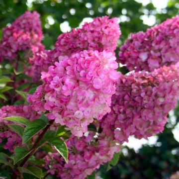 Hydrangea paniculata Sundae Fraise 