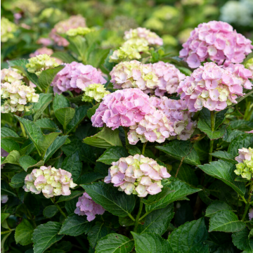 Hydrangea Rembrandt Vibrant Verde