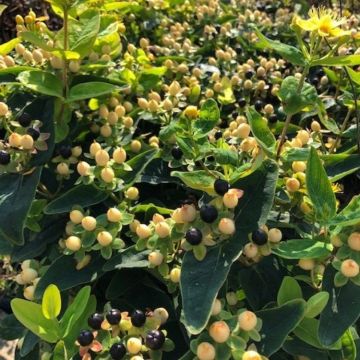 Hypericum Miracle Sunshine