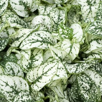 Hypoestes Confetti White - Polka Dot Plant