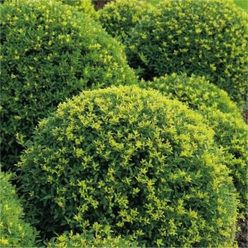 SPECIAL DEAL - Topiary Ball - Ilex crenata - Dark Green Box leaved Japanese Holly Ball - EXTRA LARGE