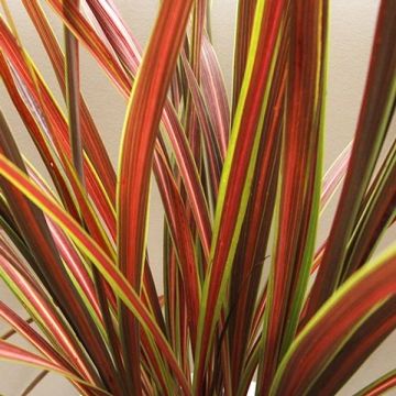 LARGE Specimen - Cordyline Banksii 'Electric Star' - 100-120cms tall