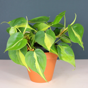 Philodendron Scandens Brasil - Sweetheart Plant - Heart Leaf