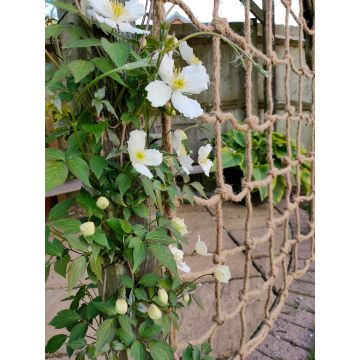 Rope Trellis 1.8x1.8m