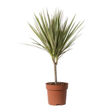 Dracaena Bicolor Single Stem