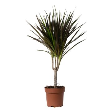 Dracaena Magenta Single Stem