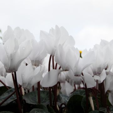 Cyclamen Silver Foliage White