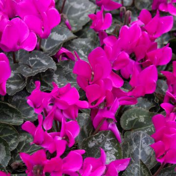 Cyclamen 'Purple' in Bud & Bloom