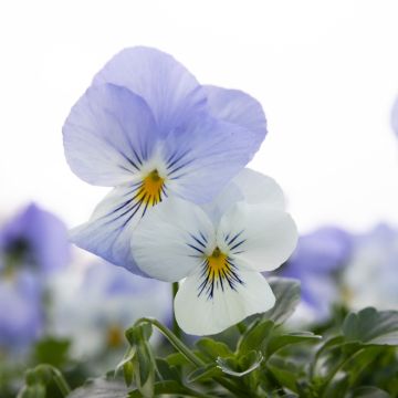 Pansy Trailing Frost in Bud and Bloom