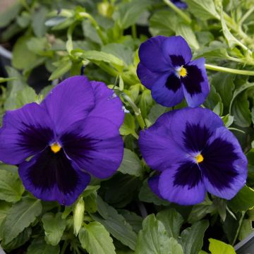 Pansy Blue Blotch - in Bud and Bloom