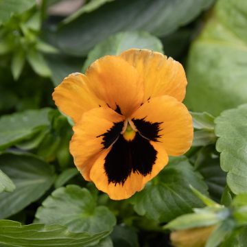 Pansy Orange Blotch - in Bud and Bloom