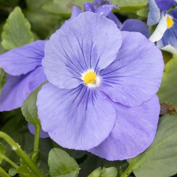 Pansy Light Blue - in Bud and Bloom