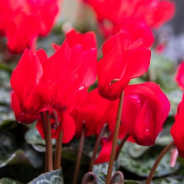 Cyclamen 'Red ' in Bud & Bloom