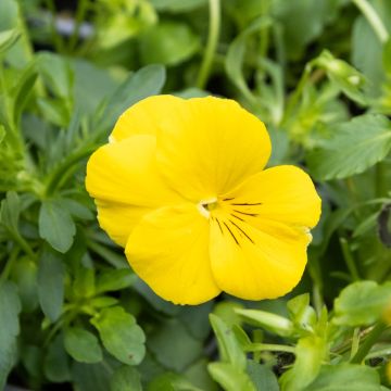 Pansy Trailing Yellow - in Bud and Bloom