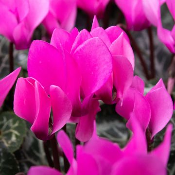 Cyclamen Silver Foliage Persian Rose 