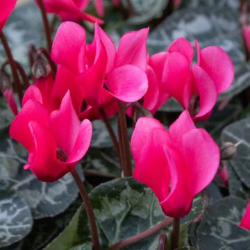 Cyclamen Fuchsia Pink in Bud & Bloom