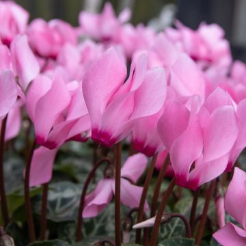 Cyclamen Mini Salmon