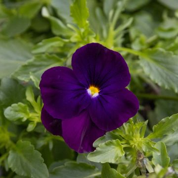 Pansy Trailing Cool Wave Purple - in Bud and Bloom