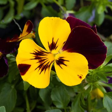 Pansy Trailing Fire in Bud and Bloom