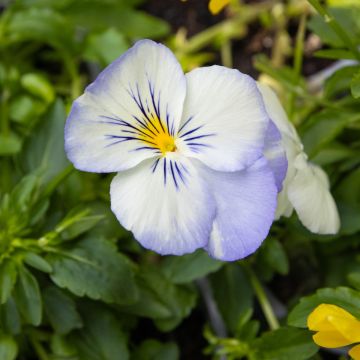 Pansy Trailing Pastel Mixed in Bud and Bloom