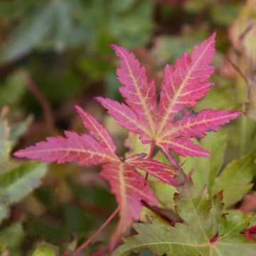 Acer palmatum 'Brown Sugar'