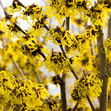 Hamamelis Arnold Promise - Golden Flowered Witch Hazel