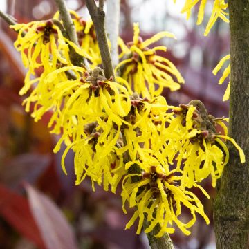 Hamamelis Arnold Promise - Witch Hazel - LARGE 120-140cm Specimen in Bud & Blooom