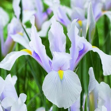 Iris hollandica Carmen