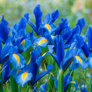 Iris hollandica Sapphire Beauty