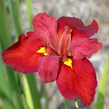 Iris louisiana 'Ann Chowing'