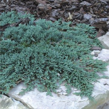 Juniperus horizontalis Icee Blue