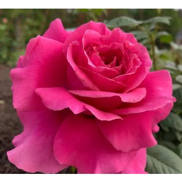 Large Standard Rose Tree - 'Hot Lady'