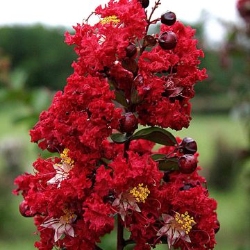 Lagerstroemia indica Dynamite - Crape Myrtle - Tree