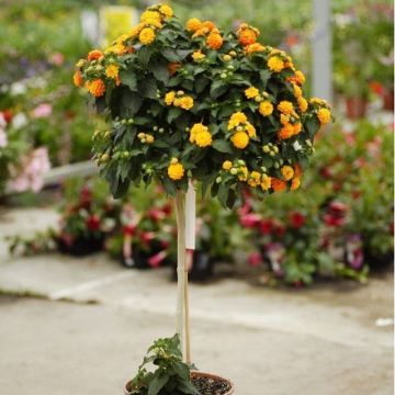 Patio Standard Yellow Lantana Tree