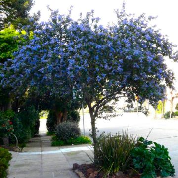 Ceanothus Victoria - Evergreen Californian Lilac Standard Tree - 160-180cm