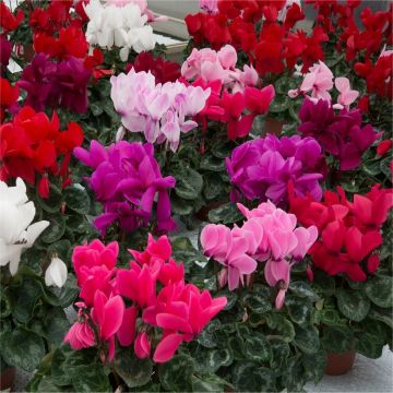 LARGE Cyclamen in Bud and Bloom