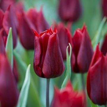 Tulip Lasting Love - Pack of 6