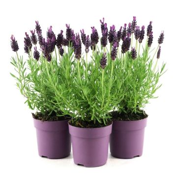 French Lavender - Lavender stoechas Anouk - Midnight Purple Lavendula