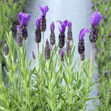 Lavender stoechas Great Adventure - French Lavender in Bud & Bloom