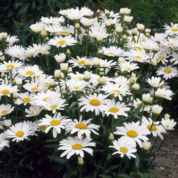 Leucanthemum  Alaska - Shasta Daisy