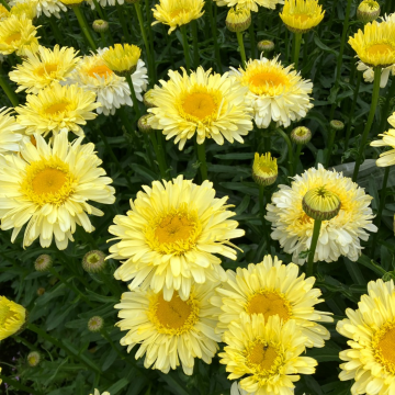 Leucanthemum Real Charmer